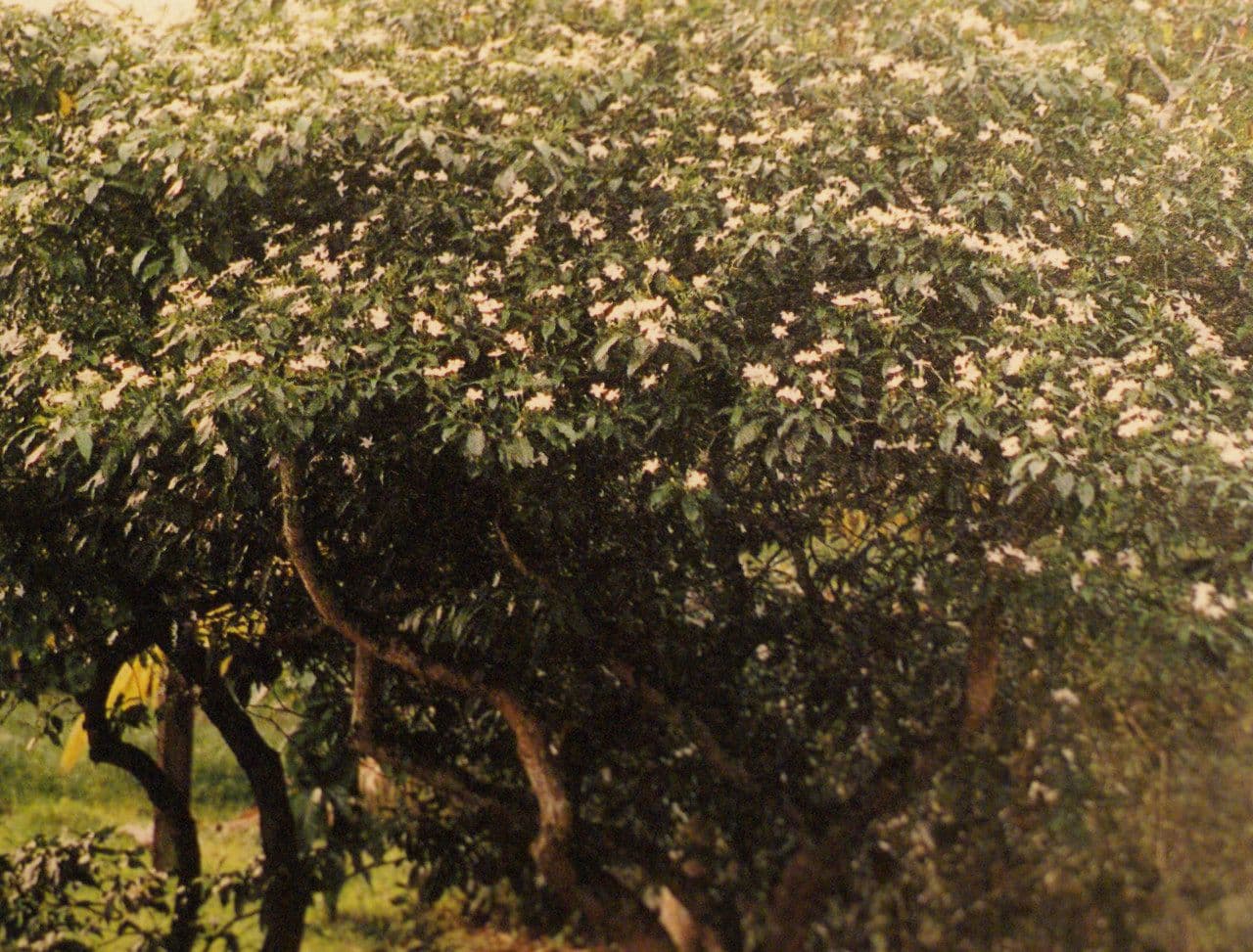 Tabernaemontana 11