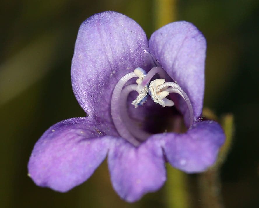 Fadenblättrige Bartblume 2