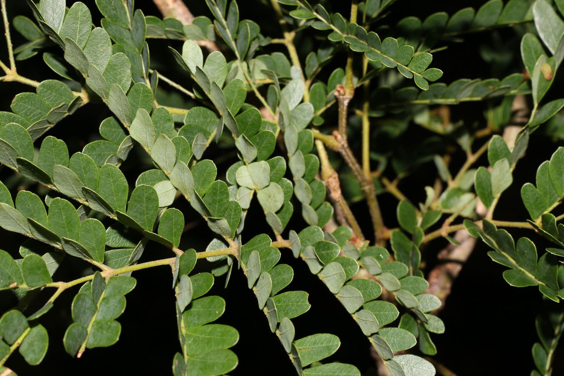 Cenostigma eriostachys 4