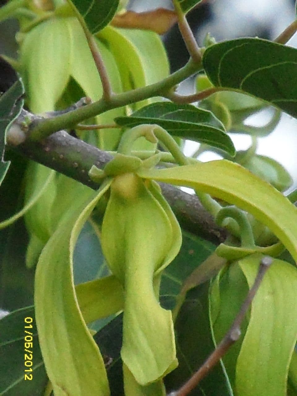 Ylang-ylang 3