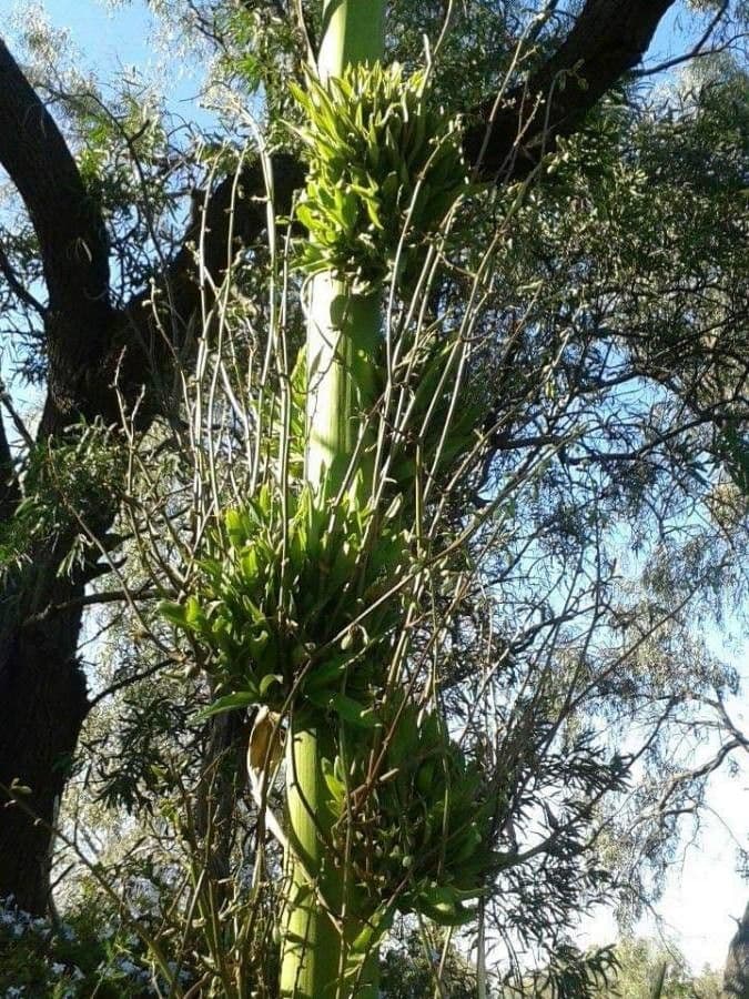 Doryanthes 4