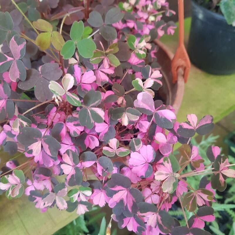 Acetosa 4