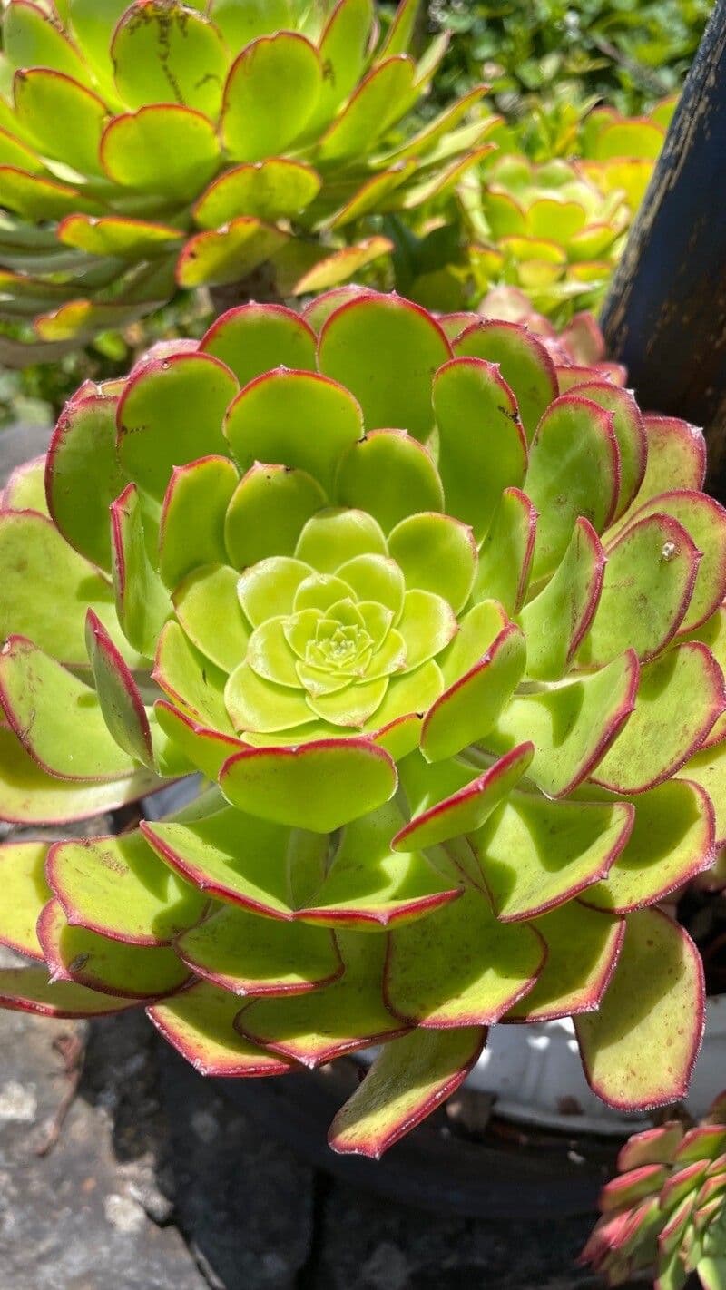  Aeonium canariense