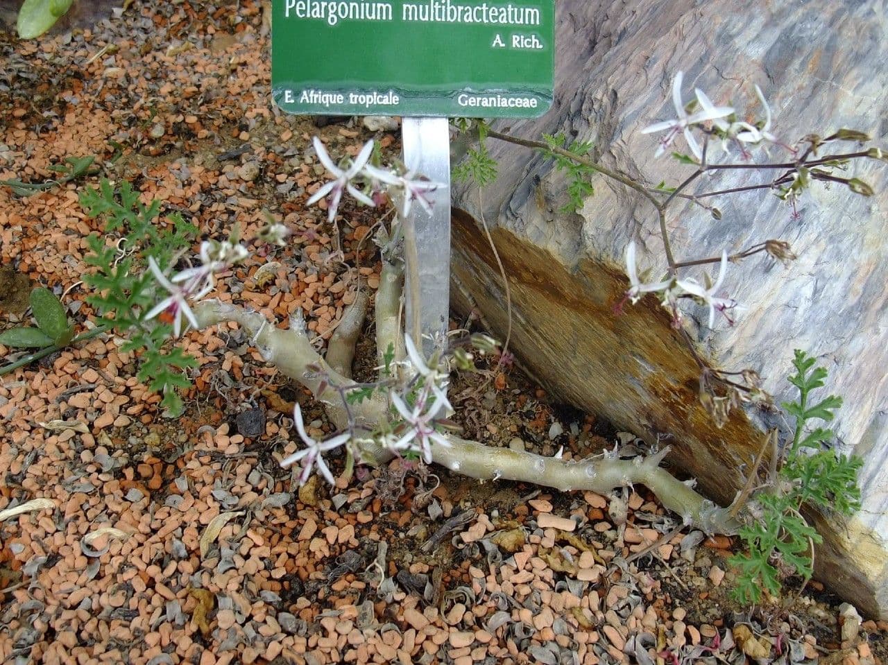 Pelargonium 14