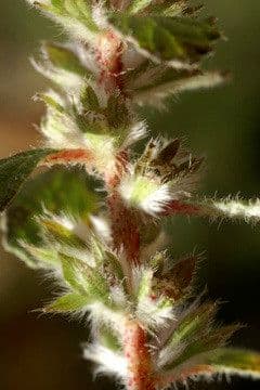 Forsskaolea 3
