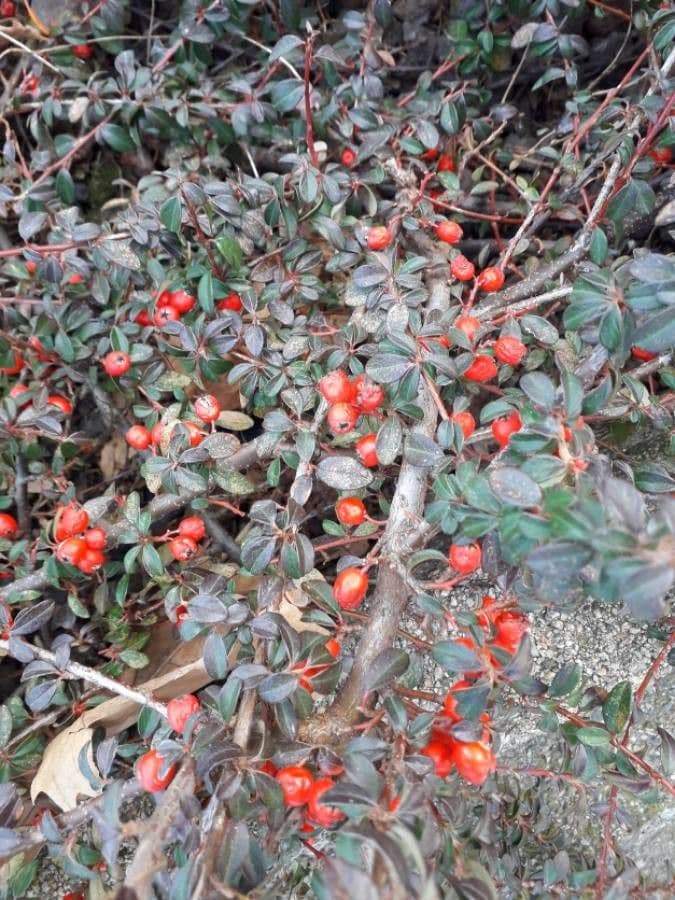 Cotoneaster 4