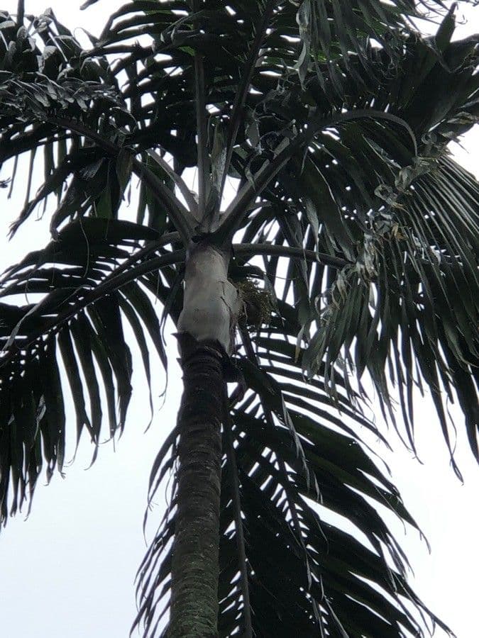 Carpentaria