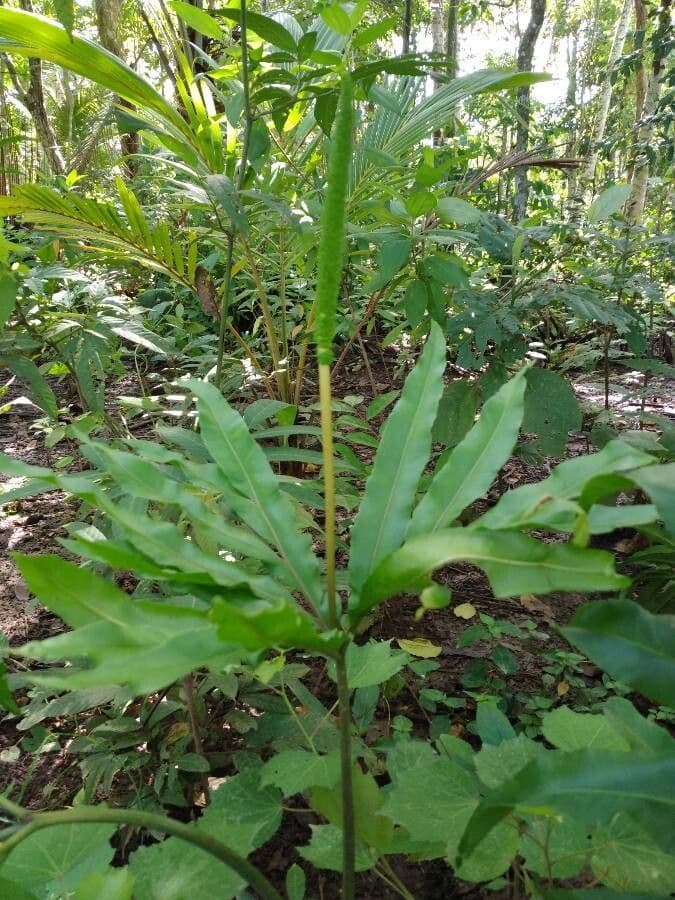 Helminthostachys 11
