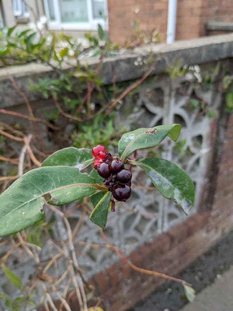 Solanum laxum 2