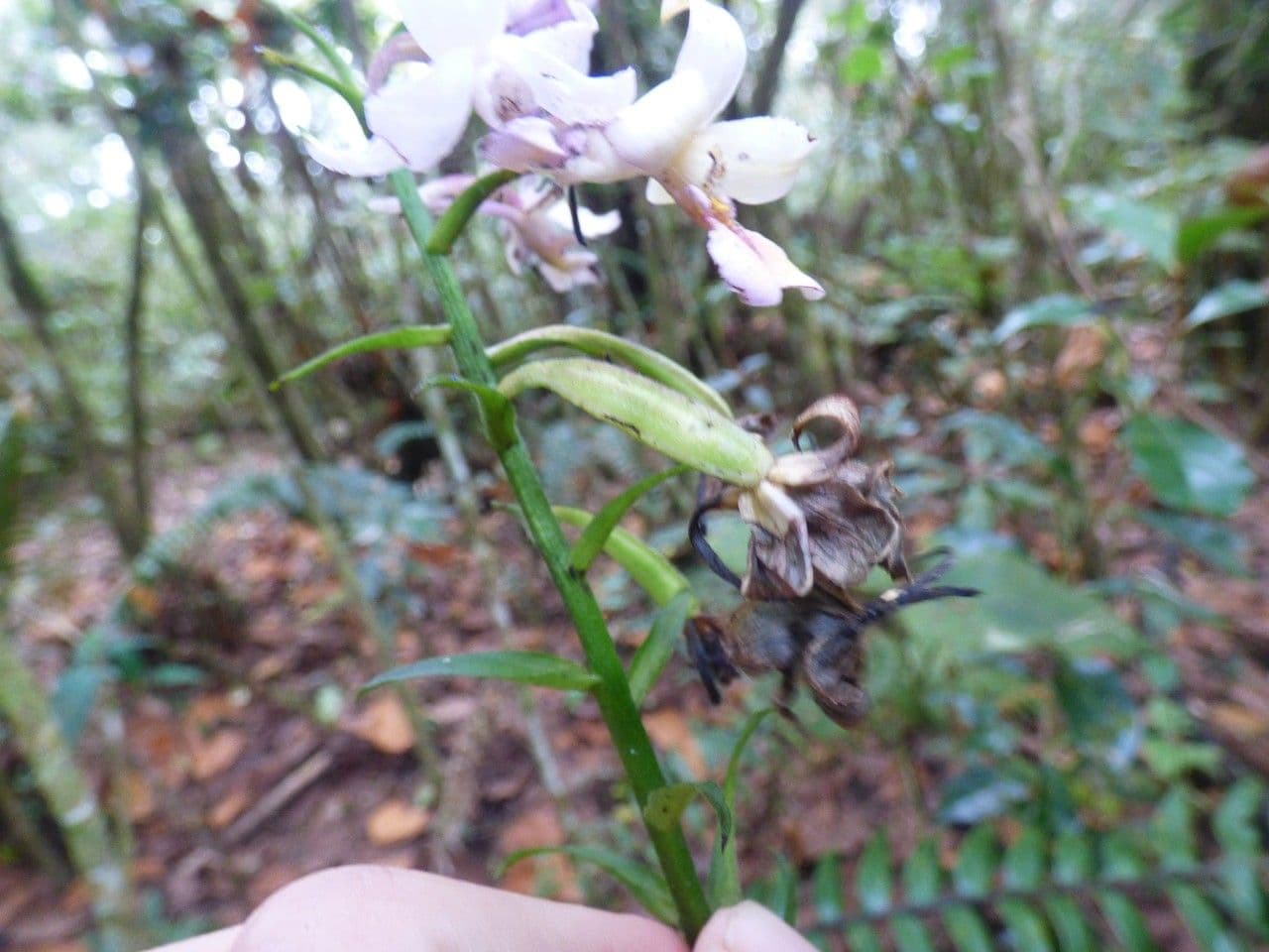 Calanthe silvatica 5