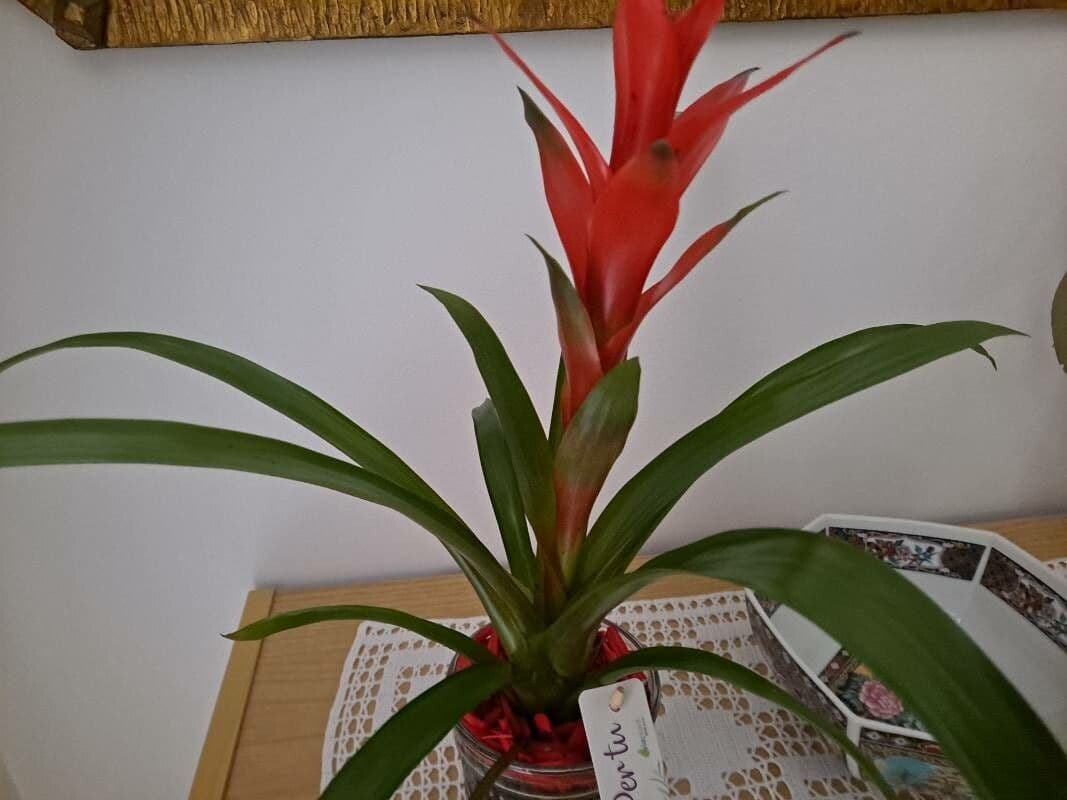 Guzmania lingulata 20