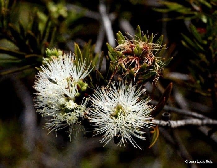 Teebaum 2
