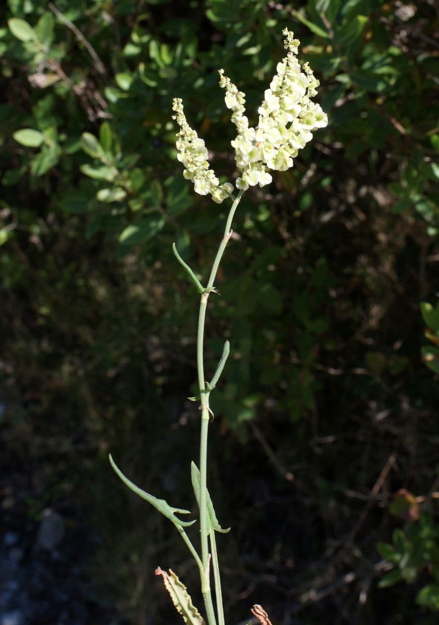 Rumex 15