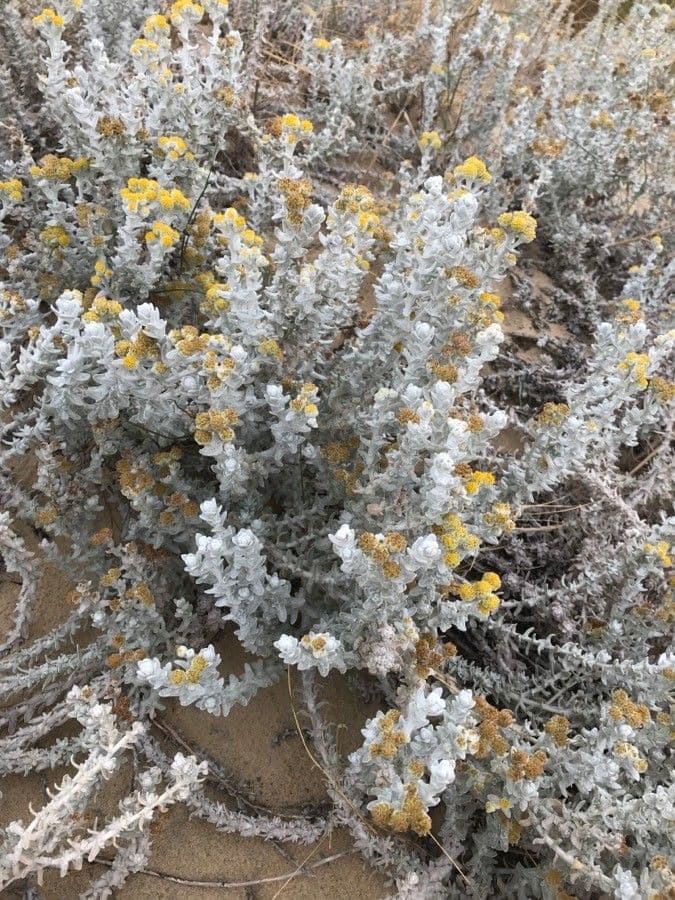 Achillea marittima 15