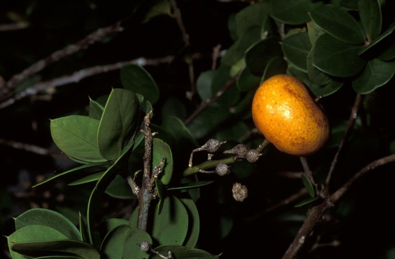 Bonellia macrocarpa
