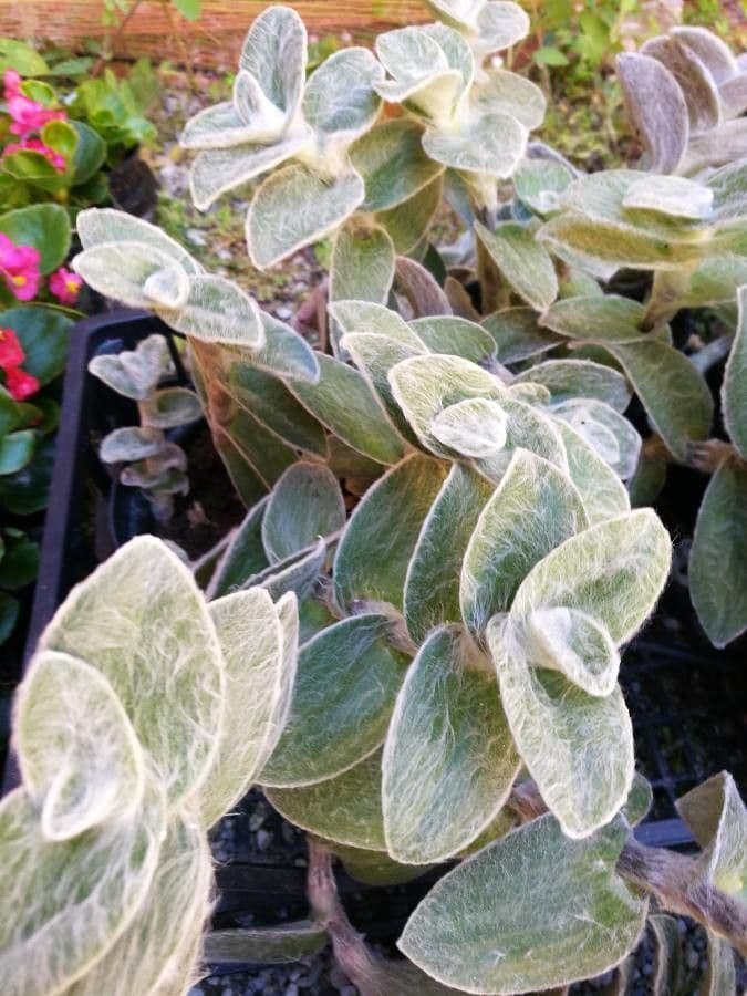 Tradescantia 18