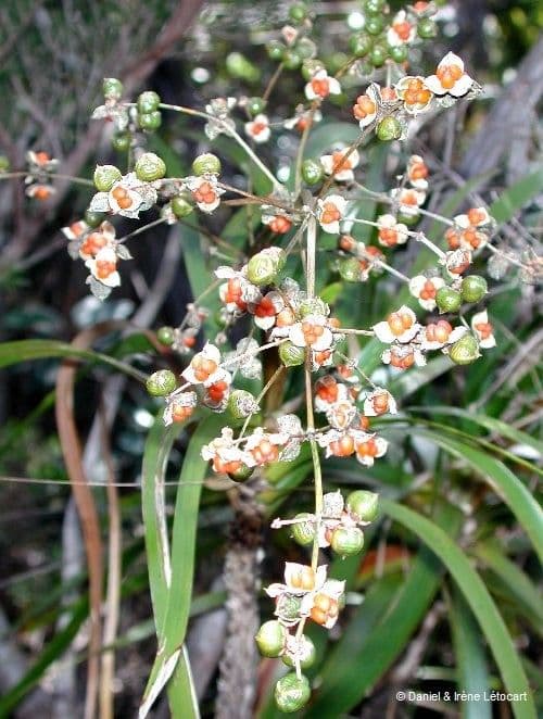 Lomandra insulare 9