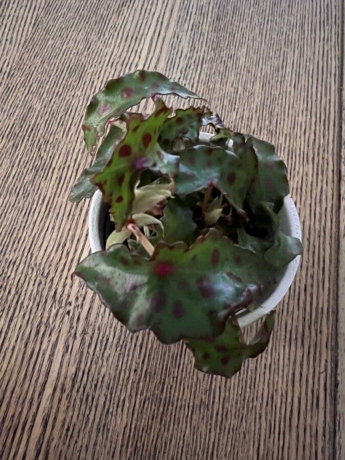 Begonia