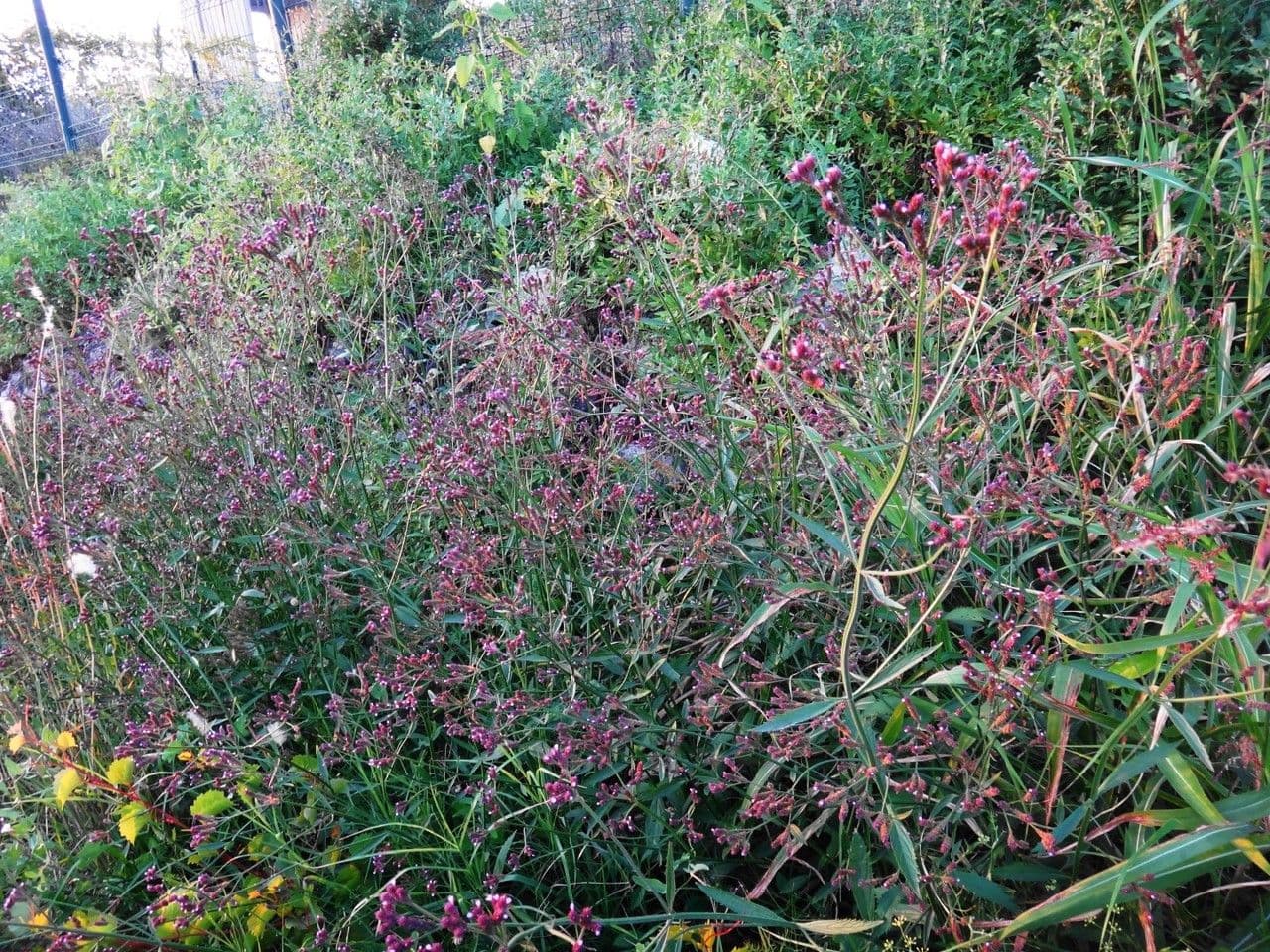 Verbena 15