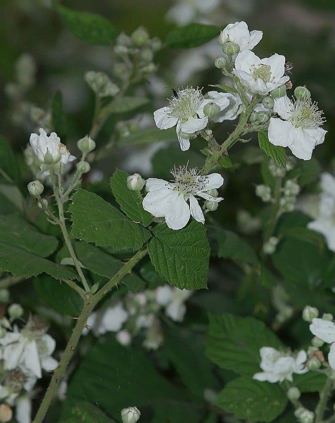 Bereifte Brombeere 7