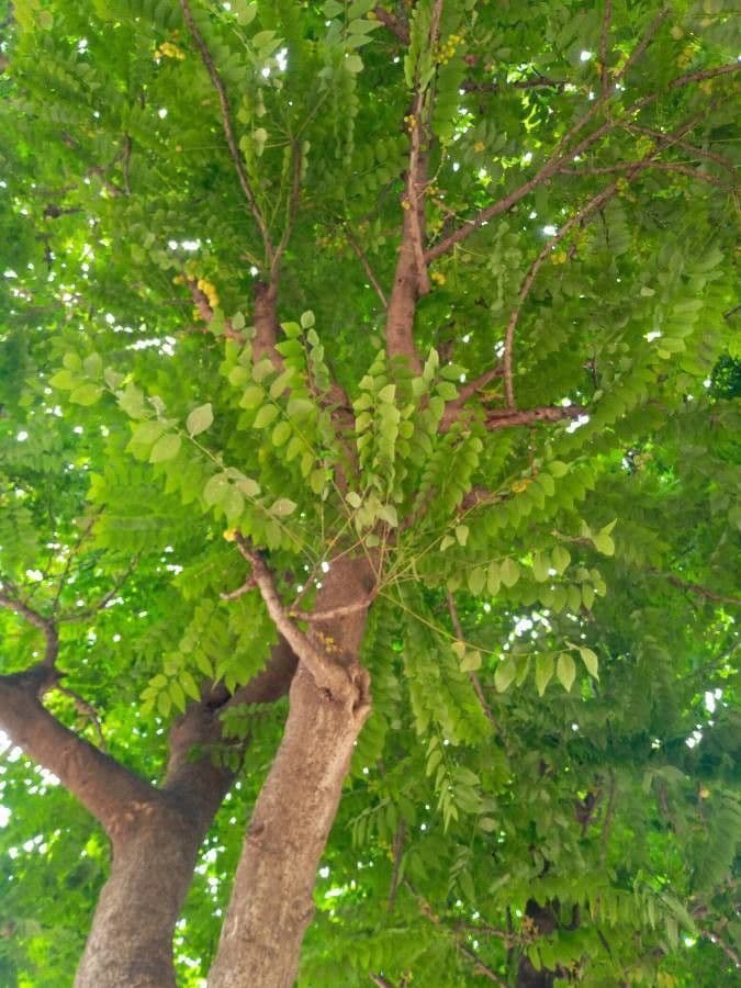 Phyllanthus 17