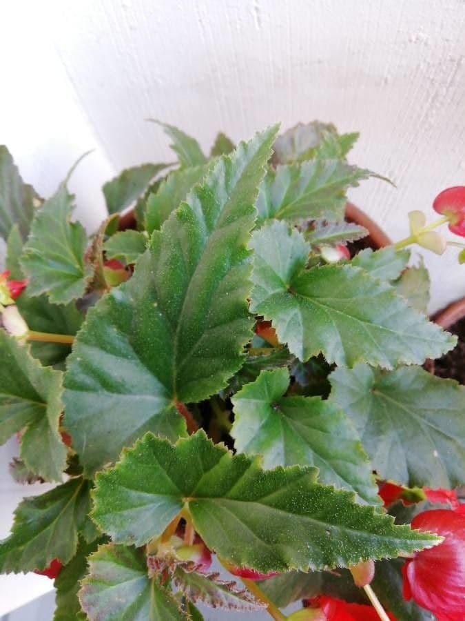 Begonia 12
