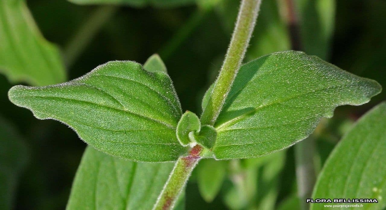 Silene dicotoma 20