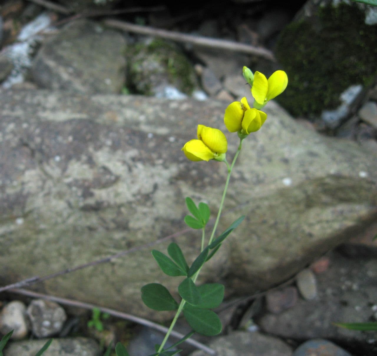 Baptisia tinctoria 5