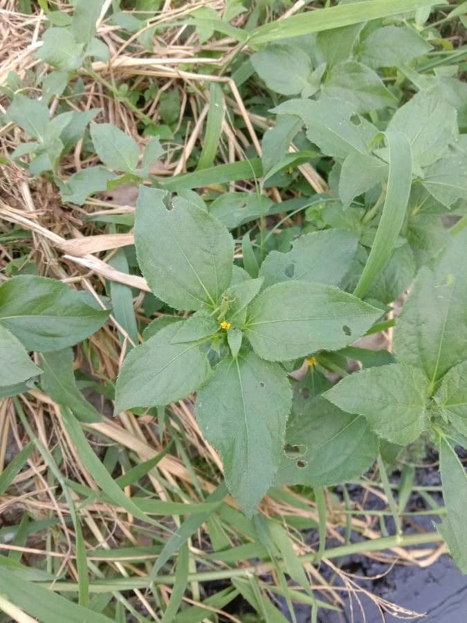 Synedrella nodiflora 16