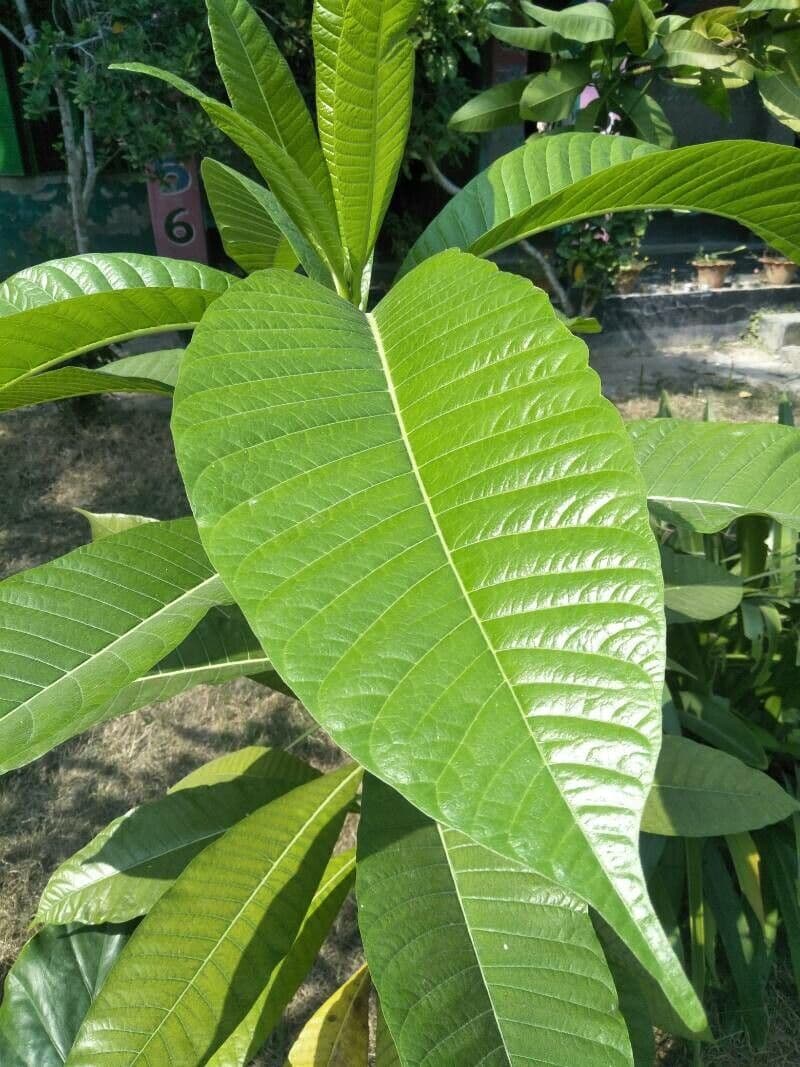 Alstonia 11