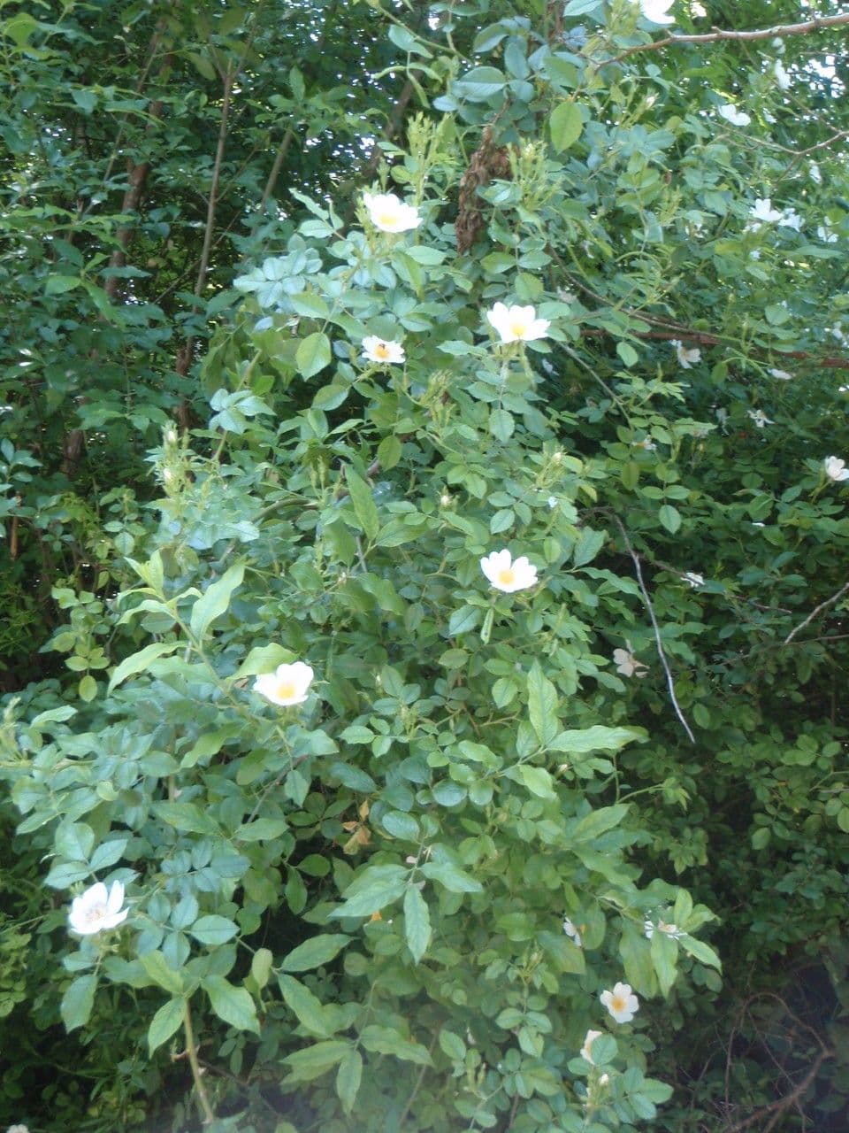 Corymb rose 11