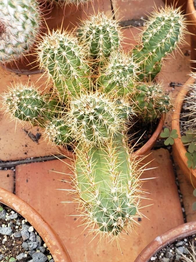 Cactus calice di rosa 7
