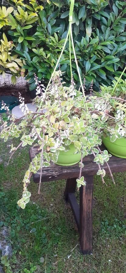 Coleus 2