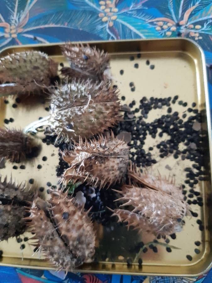 Datura metel 3