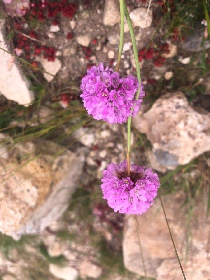 Armeria
