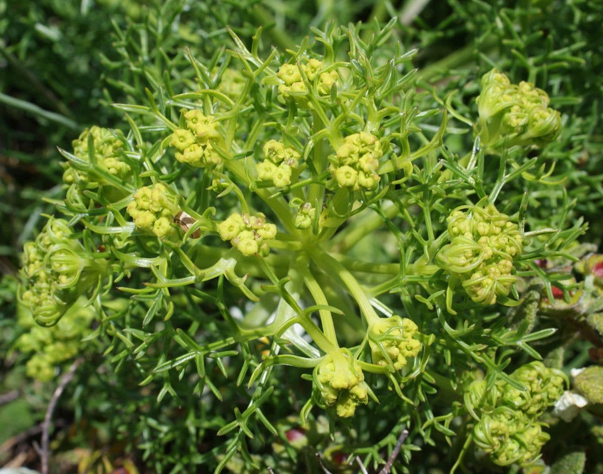 Cachrys libanotis 11