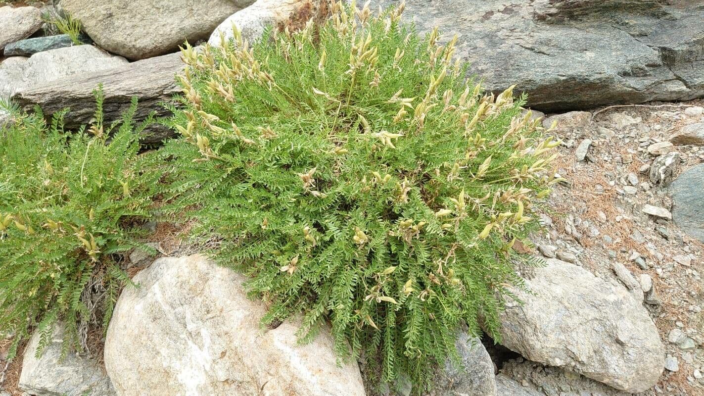Oxytropis fetida 13
