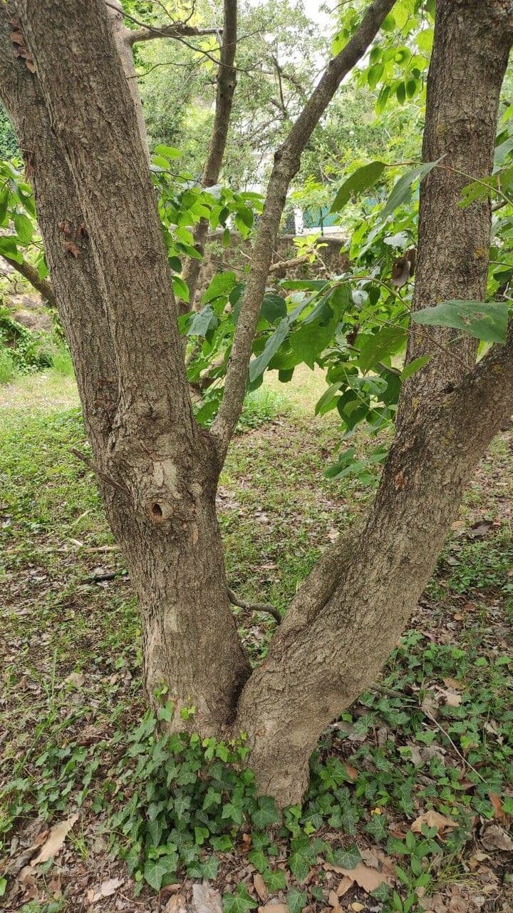 Čínský perlový květ 12