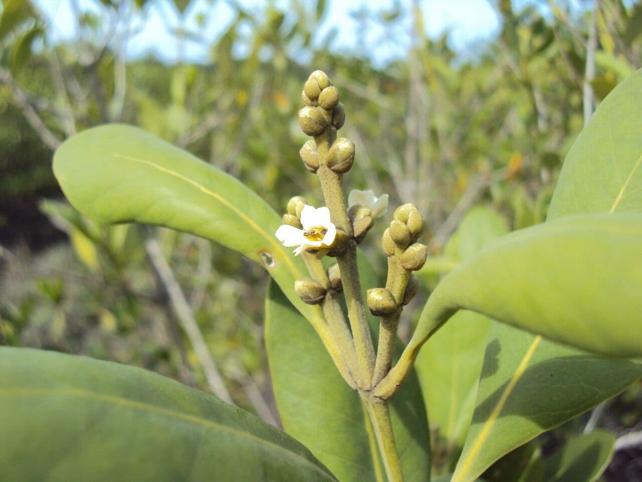 Avicennia schaueriana 6