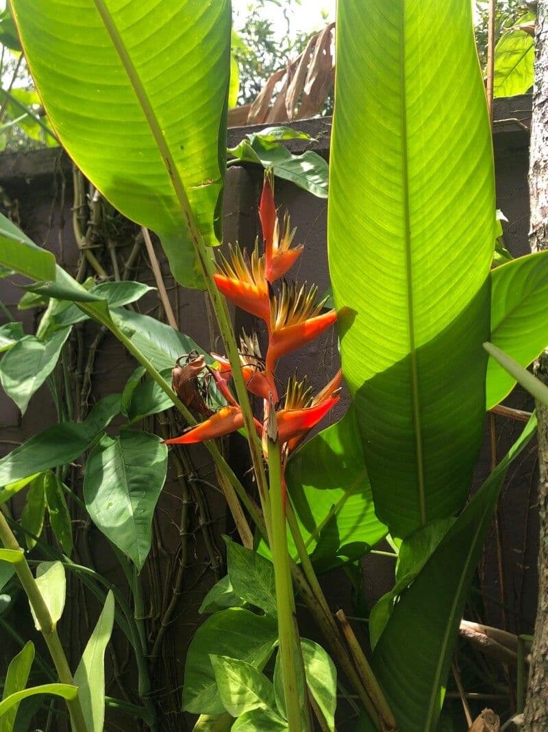 Geldblume 16