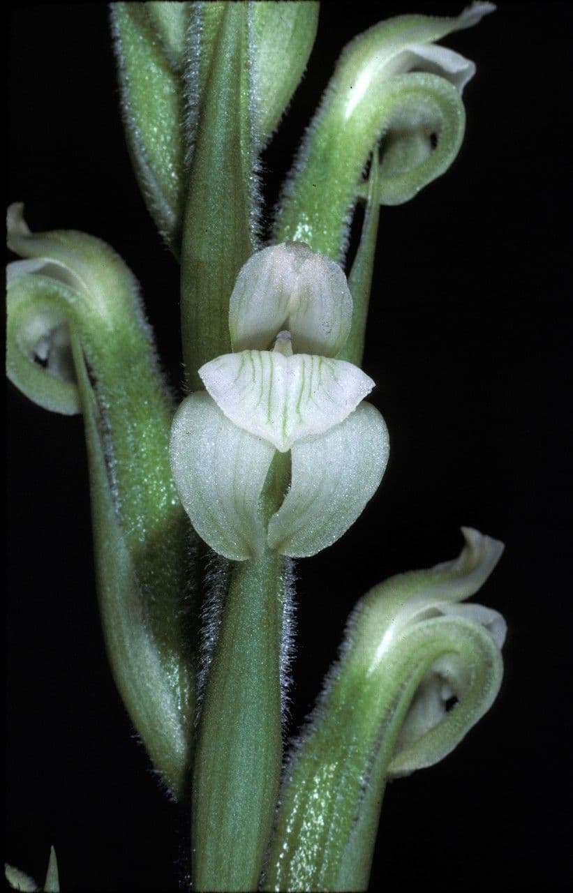 Sarcoglottis