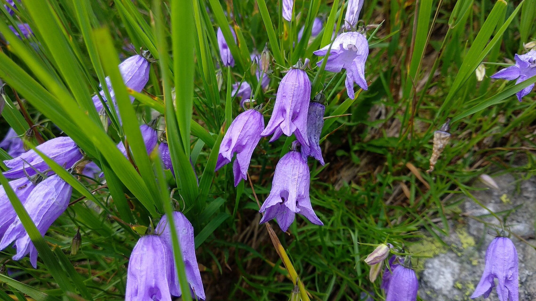 Campanula intaccata 2