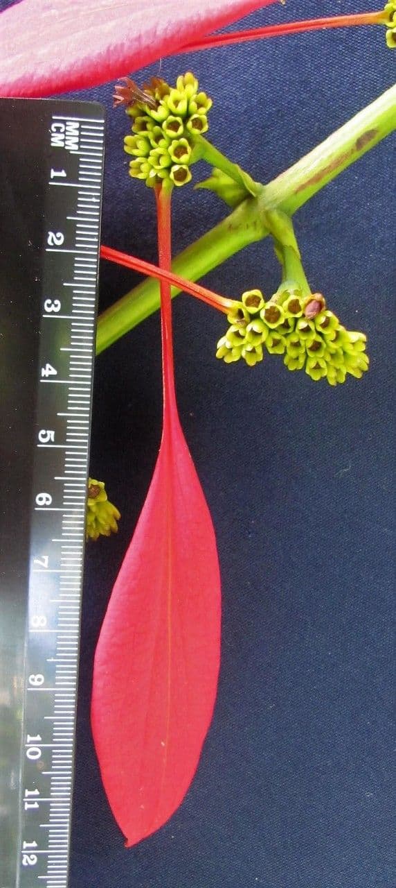 Warszewiczia coccinea 26
