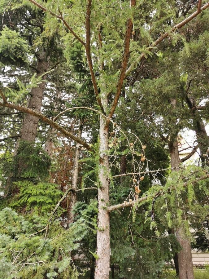 Modřín sibiřský 7