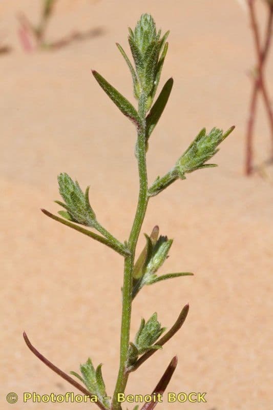 Corispermum 7