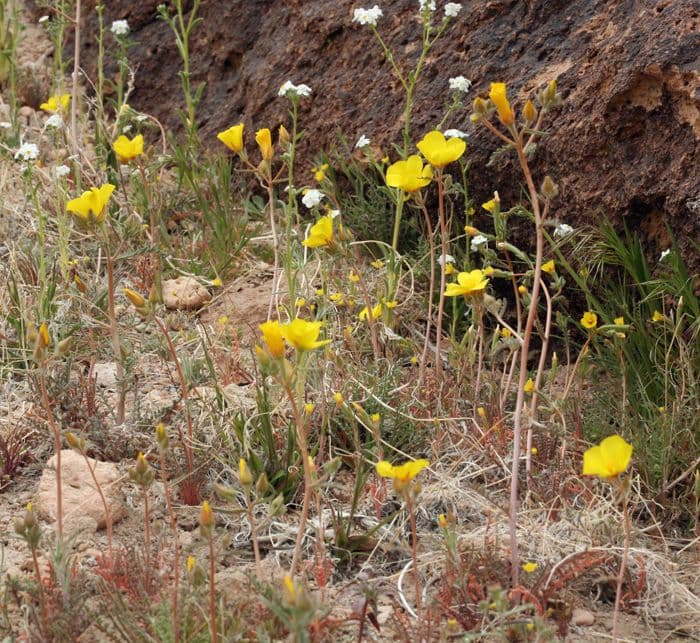 Mentzelia 7