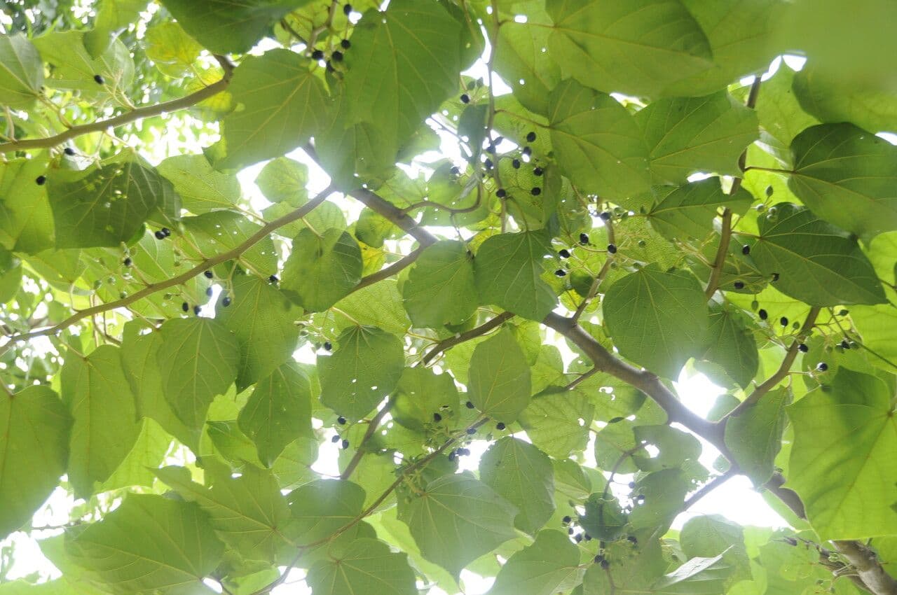 Alangium 7