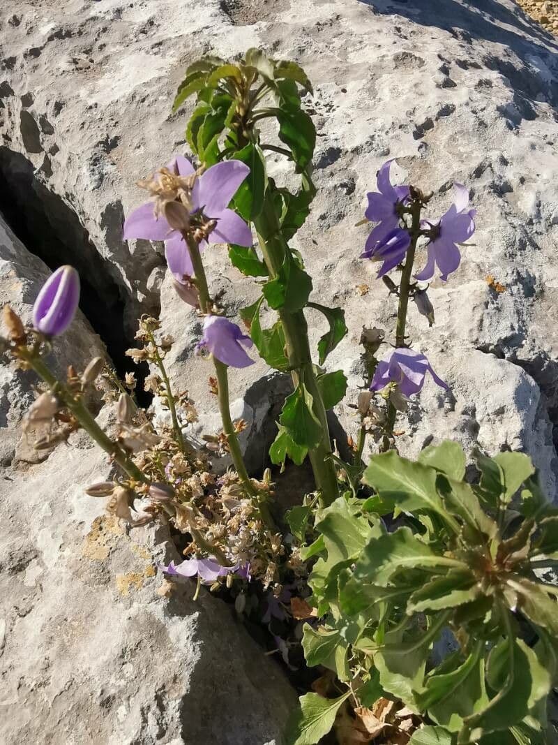 Campanula 10