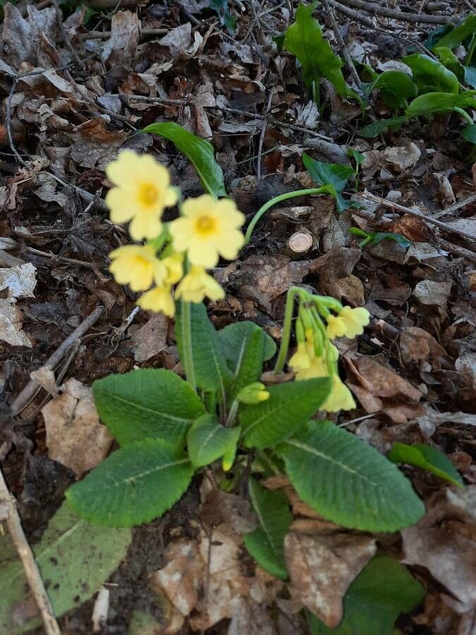 Primula maggiore 14