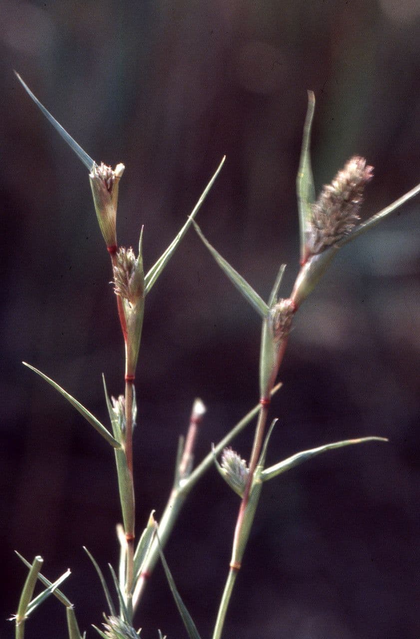 Sporobolus 13